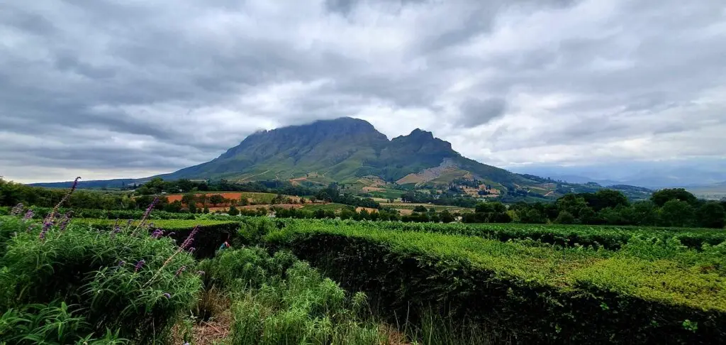 Dégustation de vin et paysages viticoles lord d'un voyage en Afrique du Sud