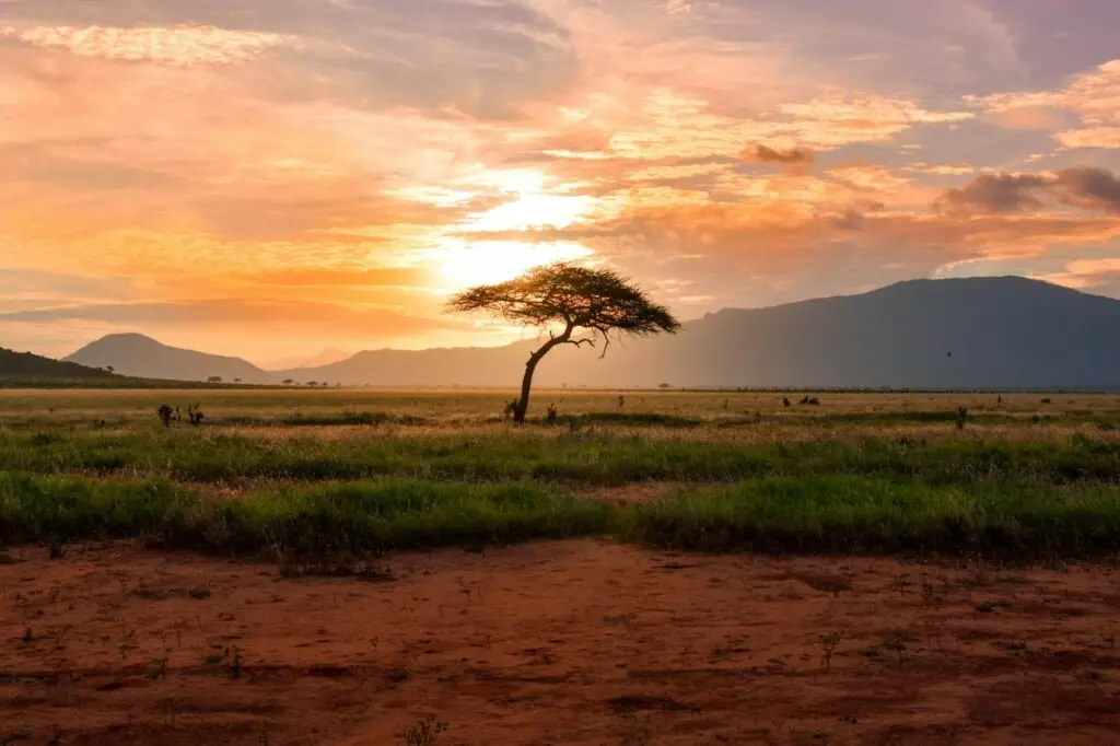 Coucher de soleil dans la savane du Kenya avec un acacia solitaire, illustrant un voyage sur mesure en Afrique, au cœur des paysages emblématiques.