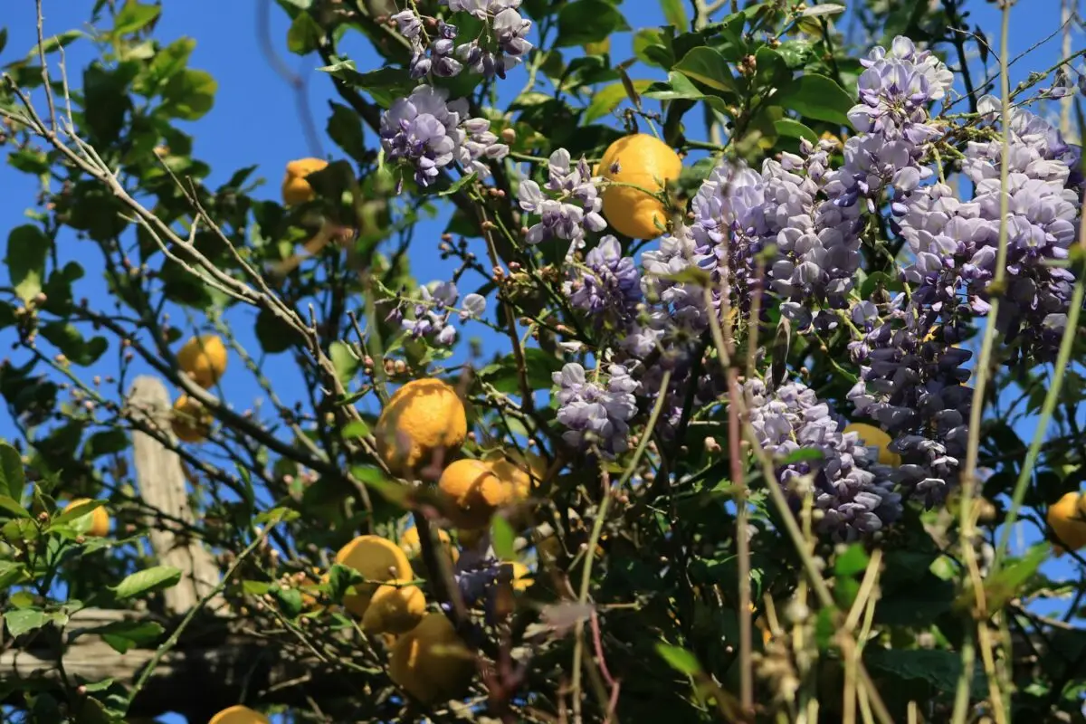 Citronniers et fleurs violettes dans les vergers de Sorrente en Campanie