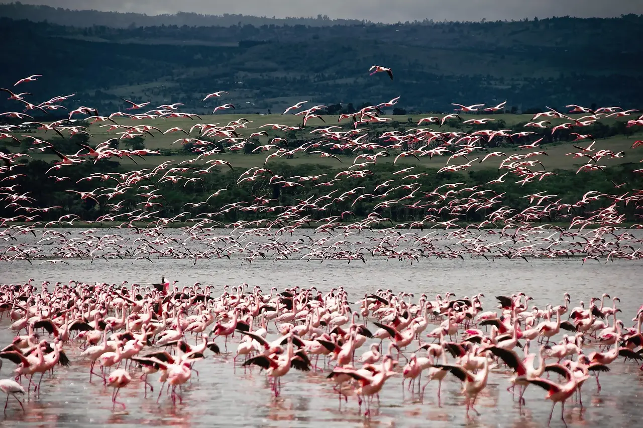 centaines de flamants roses volant au-dessus du lac Nakuru au Kenya