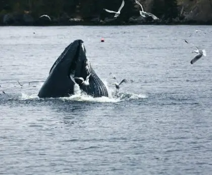 Observation d’une baleine à bosse au Québec dans le fleuve Saint-Laurent, Canada - que faire au Canada