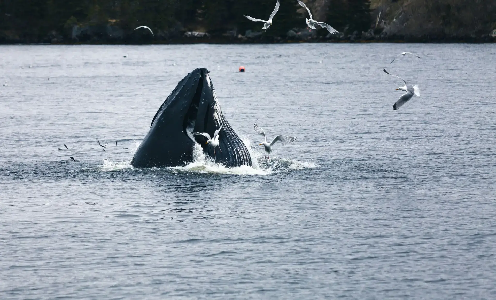 Observation d’une baleine à bosse au Québec dans le fleuve Saint-Laurent, Canada - que faire au Canada