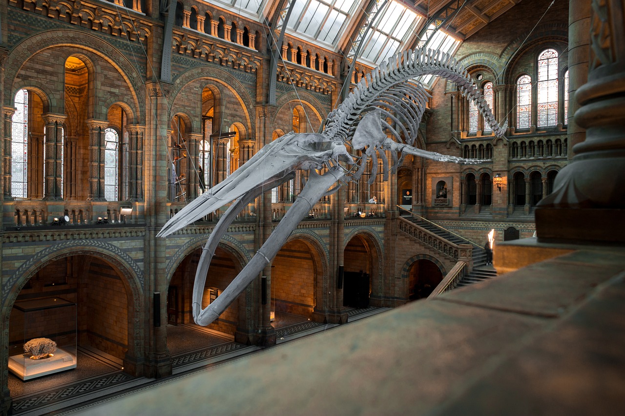 national history museum 4314035_1280