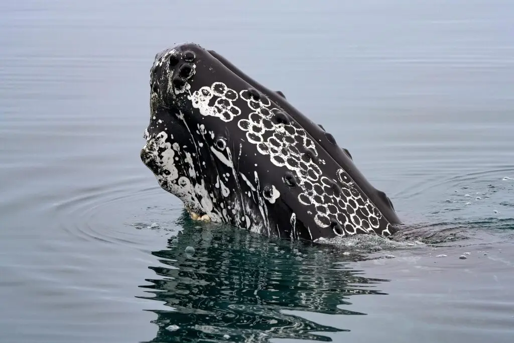 Tête de baleine à bosse émergeant du Saint-Laurent au Canada en été