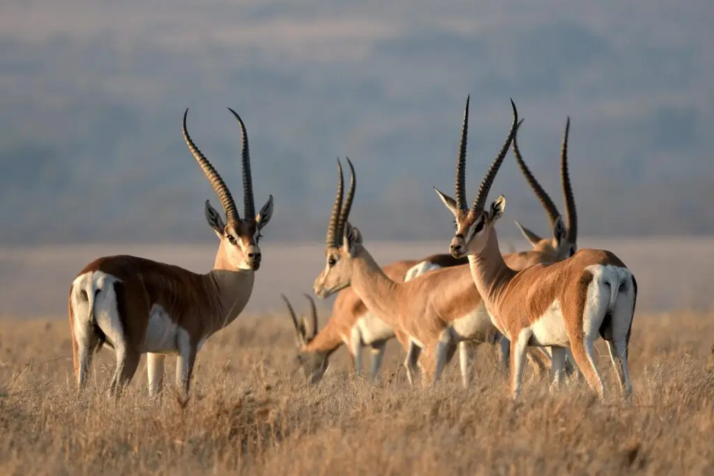 Groupe de gazelles observées dans la savane lors d’un safari en Tanzanie