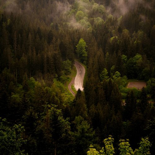 Explorer la forêt noire